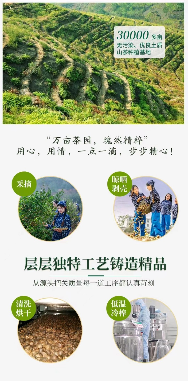 山(shān)茶種植基地(dì) 山(shān)茶種植基地(dì)