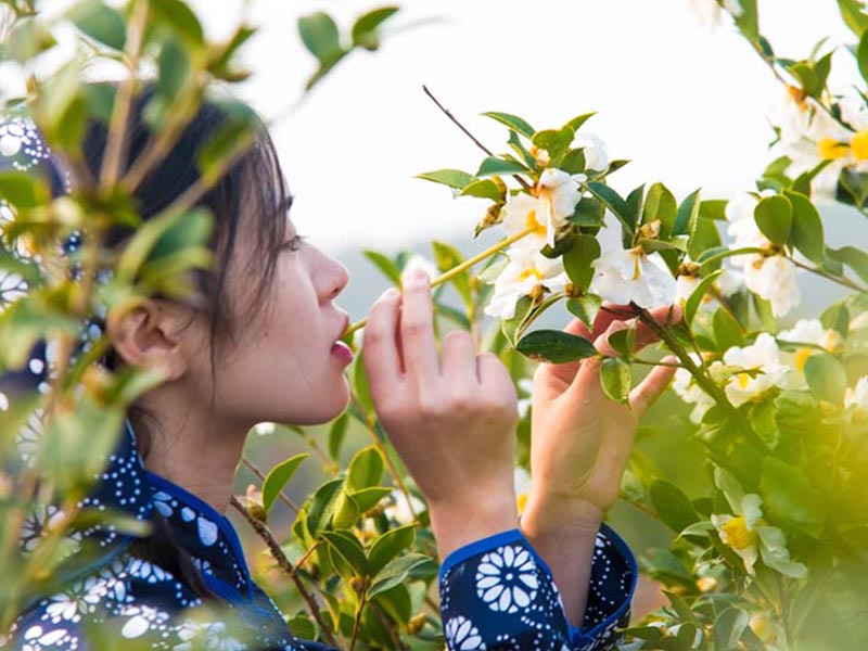 未标題-4_0002_HH_0002_采茶姑娘1 未标題-4_0002_HH_0002_采茶姑娘1